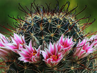 Mammillaria mainiae